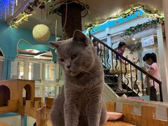 -猫小院猫主题咖啡厅(北锣店)