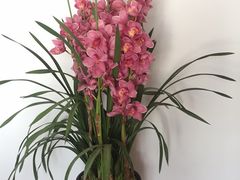 -新湖明珠城