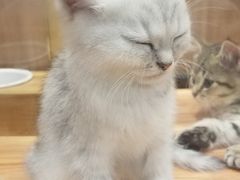 -袖虎·猫馆(体育西路店)