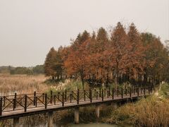 -贡湖湾湿地公园