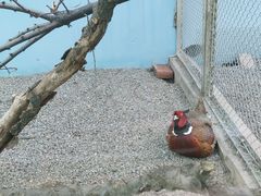 -青藏高原野生动物园