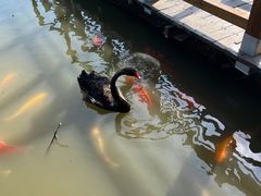 -大湾区中央湿地公园