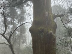 -天目山大树王景区