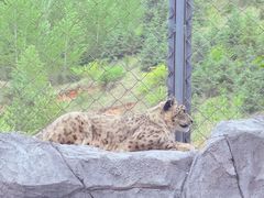 -青藏高原野生动物园