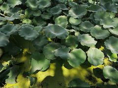 -百年尹氏汤包(湖南路狮子桥店)