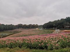 -大塘金香草谷