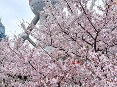 -东方明珠广播电视塔