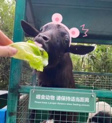 点击看大图 -可可天空农场(中大店)