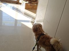 -瑞鹏宠物医院(大运分院)