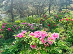 -北京西山国家森林公园