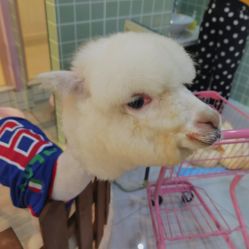 -Moni星球萌宠·小马宝莉·灵蛇·高端高阶全萌宠互动体验俱乐部(红豆国际广场店)
