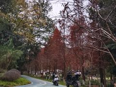 -重庆彩云湖湿地公园