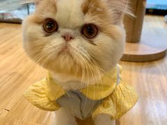 -啵啵喵·猫咖(攀华国际店)