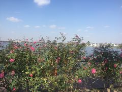 -鹅湖玫瑰文化园