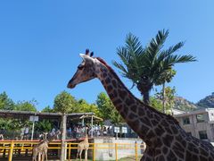 -西霞口神雕山野生动物世界