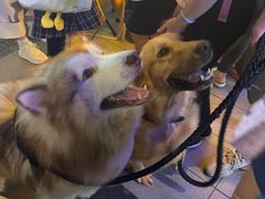 -瑞派康怡24h宠物医院·犬猫医疗中心·微创绝育(瑞景分院)