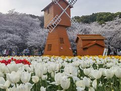 -苏州上方山国家森林公园