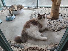 -喵屿·大理花园猫咖