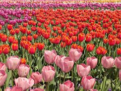 -荷兰花海