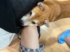 -是阿柴呀！柴犬咖啡·爱喵喵猫咖