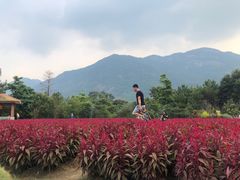 -广州市流溪河国家森林公园