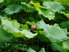 -陈家山荷花公园