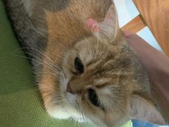 -猫咪咖啡·猫咖(万达广场店)