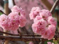 -天适樱花悠乐园