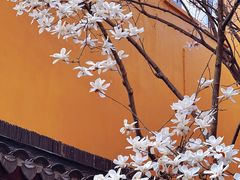 -龙华寺