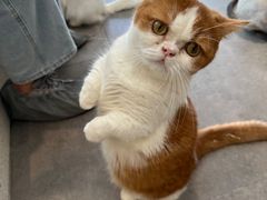 -飞行喵MR PILOT|猫舍·猫咖(静安大融城店)