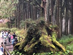 -阿里山神木遗迹
