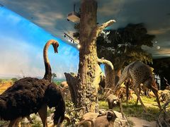 -国家自然博物馆