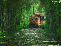 -合肥滨湖国家森林公园