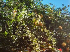 -陈记锅巴菜(五大道店)