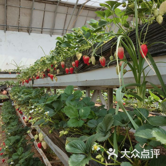 沐恩格林四季农场图片 - 第11张