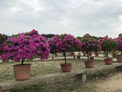 -秀丽东方