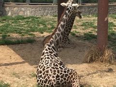 -石家庄市动物园