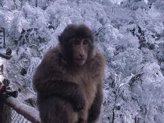 -峨眉山风景名胜区