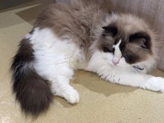 -藏猫猫咖啡主题馆(中央大道店)