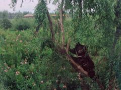 -黑瞎子岛探秘野熊园