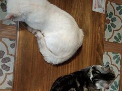 -猫猫幼稚园·撸猫·桌游·电玩