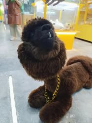 -神奇动物撸宠馆·羊驼·小浣熊·异宠(豫园店)