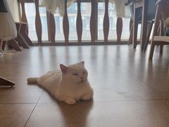 -猫咖时代(中山亭店)