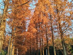 -黄海国家森林公园