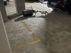 -乐琪宠物医院·犬猫专科·骨外科·急重症