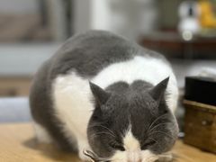 -美联众合爱康动物医院•复杂内科•肿瘤科•牙科•腔镜诊疗中心