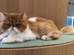 -CAT’S MEWSTAR CAFE·喵星球猫屋(晴湾咖啡店)