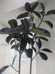 -HEYAN荷妍专业脱毛连锁机构