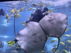 -重庆欢乐海底世界