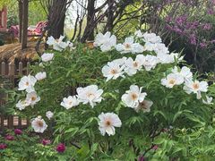 -洛阳市隋唐城遗址植物园